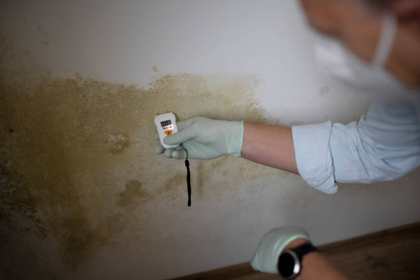 Best Industrial Mold Remediation in Oak Grove, MO