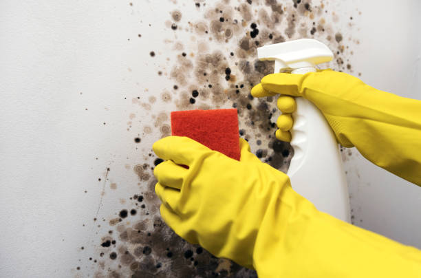 Best HVAC Mold Remediation in Oak Grove, MO