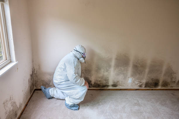 Best Attic Mold Remediation in Oak Grove, MO